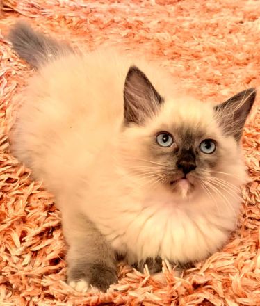 Ragdoll Kitten (2 kater)Abgabe ab sofort