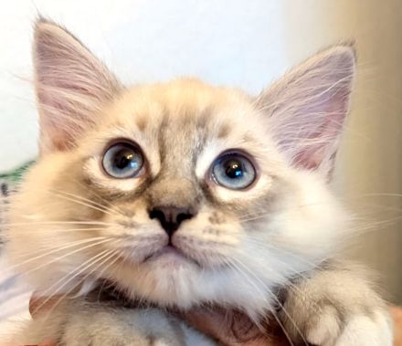 Ragdoll Kitten (2 kater)Abgabe ab sofort