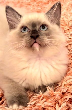 Ragdoll Kitten (2 kater)Abgabe ab sofort
