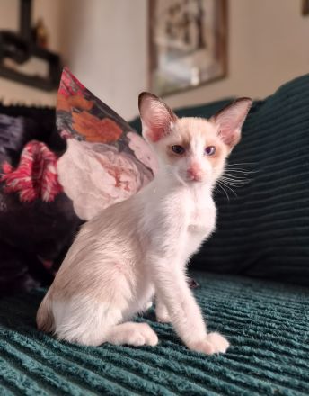 Wunderschöne Orientalisch Kurzhaar Kitten OKH, Havana, Ebony, Bicolor & Snowshoe
