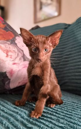 Wunderschöne Orientalisch Kurzhaar Kitten OKH, Havana, Ebony, Bicolor & Snowshoe