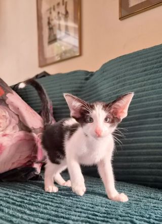 Wunderschöne Orientalisch Kurzhaar Kitten OKH, Havana, Ebony, Bicolor & Snowshoe