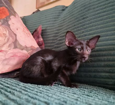 Wunderschöne Orientalisch Kurzhaar Kitten OKH, Havana, Ebony, Bicolor & Snowshoe
