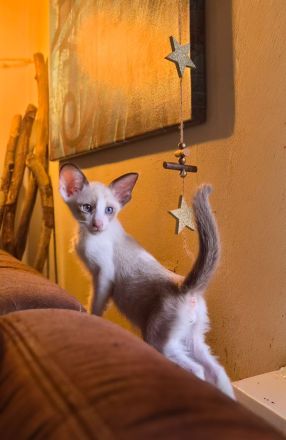 Wunderschöne Orientalisch Kurzhaar Kitten OKH, Havana, Ebony, Bicolor & Snowshoe