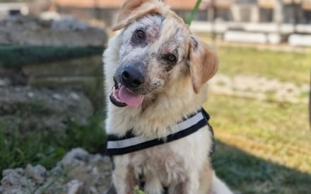 Liebevolles Zuhause für zauberhaften Floppy gesucht