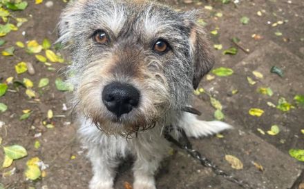 Sanfte liebenswerte Livie sucht ihre Menschen