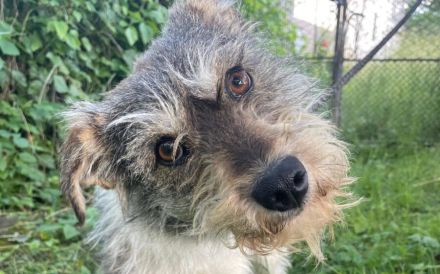 Sanfte liebenswerte Livie sucht ihre Menschen
