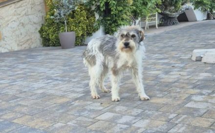 Sanfte liebenswerte Livie sucht ihre Menschen