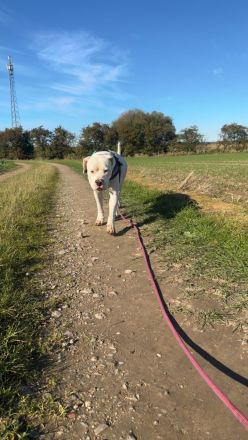 American Bulldog