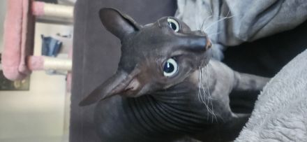 Sphynx Canadian Sphynx
