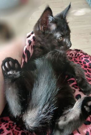 Kleiner süßer Maine Coon Mix Kater
