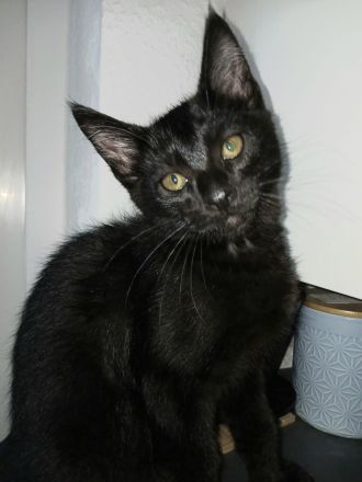 Kleiner süßer Maine Coon Mix Kater