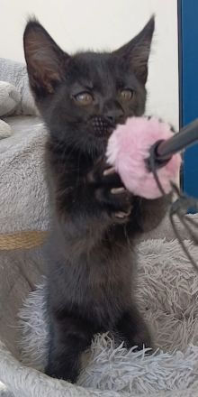 Kleiner süßer Maine Coon Mix Kater