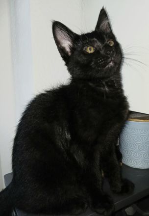 Kleiner süßer Maine Coon Mix Kater