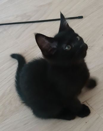 Kleiner süßer Maine Coon Mix Kater