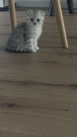 Zwei süße BKH-Kätzchen suchen ein liebevolles Zuhause