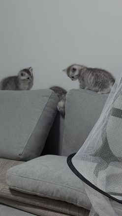 Zwei süße BKH-Kätzchen suchen ein liebevolles Zuhause
