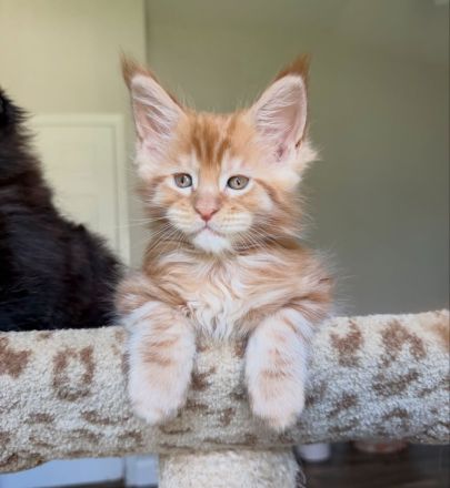 Bezaubernde, flauschige und wunderschöne Maine-Coon-Kätzchen