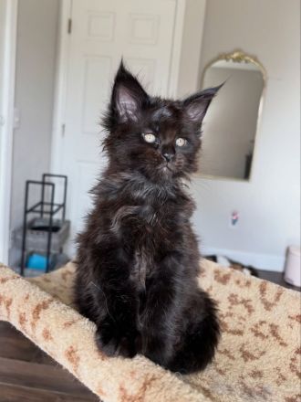 Bezaubernde, flauschige und wunderschöne Maine-Coon-Kätzchen