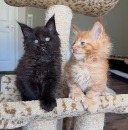 Bezaubernde, flauschige und wunderschöne Maine-Coon-Kätzchen