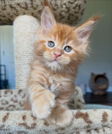 Bezaubernde, flauschige und wunderschöne Maine-Coon-Kätzchen