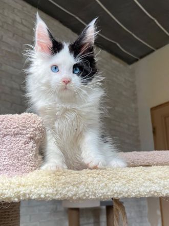 Bezaubernde, flauschige und wunderschöne Maine-Coon-Kätzchen