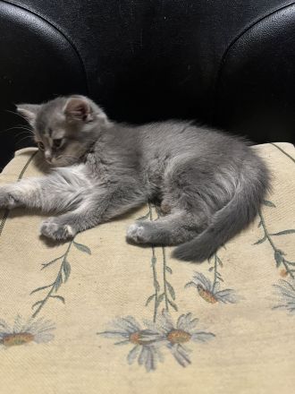 Graublaues Katzenmädchen im BKH-Typ – sanfter Blick, besondere Ausstrahlung
