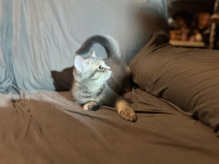 Graublaues Katzenmädchen im BKH-Typ – sanfter Blick, besondere Ausstrahlung