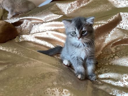 Graublaues Katzenmädchen im BKH-Typ – sanfter Blick, besondere Ausstrahlung