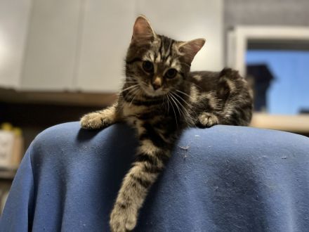 Ausdrucksstarker kleiner Kater im BKH-Typ – neugierig, verspielt und besonders