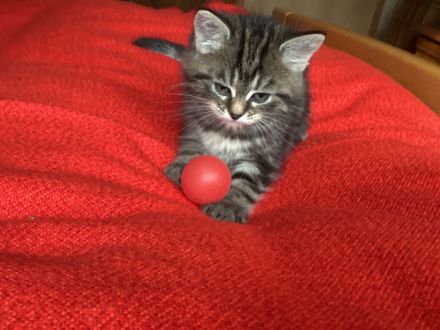 Ausdrucksstarker kleiner Kater im BKH-Typ – neugierig, verspielt und besonders