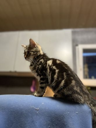 Ausdrucksstarker kleiner Kater im BKH-Typ – neugierig, verspielt und besonders