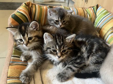 Ausdrucksstarker kleiner Kater im BKH-Typ – neugierig, verspielt und besonders