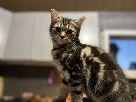 Ausdrucksstarker kleiner Kater im BKH-Typ – neugierig, verspielt und besonders