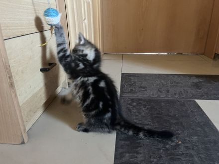 Ausdrucksstarker kleiner Kater im BKH-Typ – neugierig, verspielt und besonders