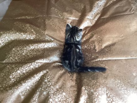 Ausdrucksstarker kleiner Kater im BKH-Typ – neugierig, verspielt und besonders