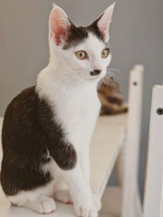 Siam-Mix Katze