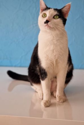 Siam-Mix Katze