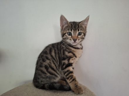 Bengal mix Abenteurer suchen euch!