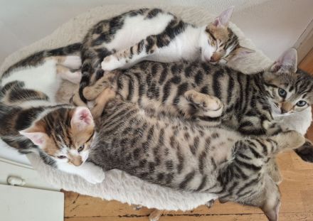 Bengal mix Abenteurer suchen euch!