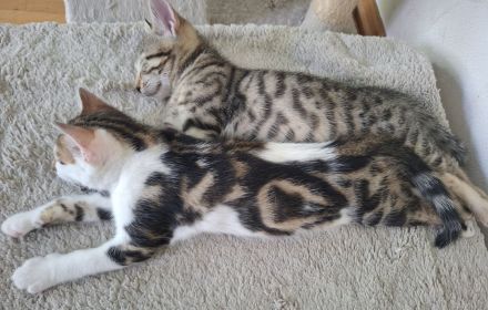 Bengal mix Abenteurer suchen euch!