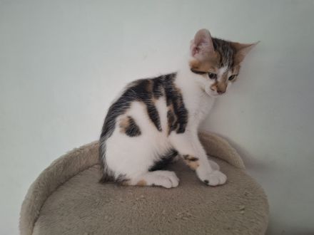 Bengal mix Katerchen sucht euch!