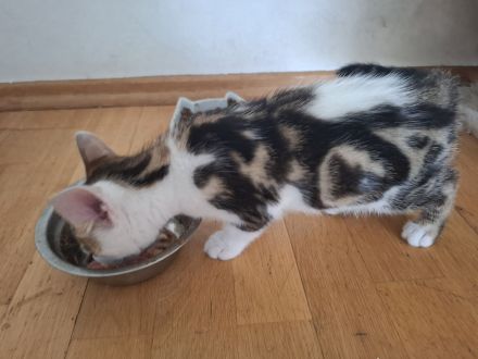 Bengal mix Abenteurer suchen euch!