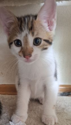 Bengal mix Abenteurer suchen euch!