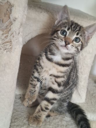 Bengal mix Abenteurer suchen euch!