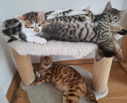Bengal mix Abenteurer suchen euch!
