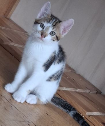 Bengal mix Katerchen sucht euch!