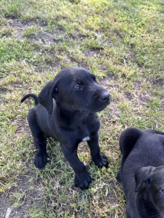 Golden Retriever-Malinois Mix Welpen