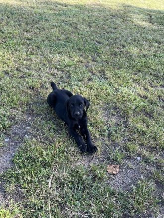 Golden Retriever-Malinois Mix Welpen