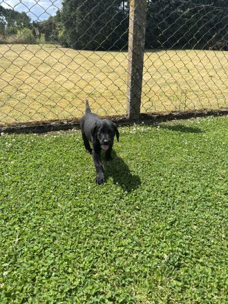 Golden Retriever-Malinois Mix Welpen